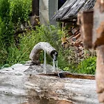 Ferienhaus Mühle Am Wolfsgrund Brigach